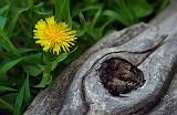 Yin Yang_48918